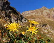 14 Giallo Hieracium tra i fiori che rimangono fioriti fino all'inizio dell'autunno 